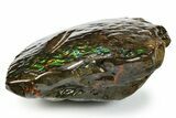 Brilliant Ammolite (Fossil Ammonite Shell) - Beautiful Iridescence! #275151-1